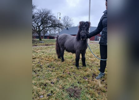 Shetland Ponys, Hengst, 1 Jahr, 98 cm, Rappe