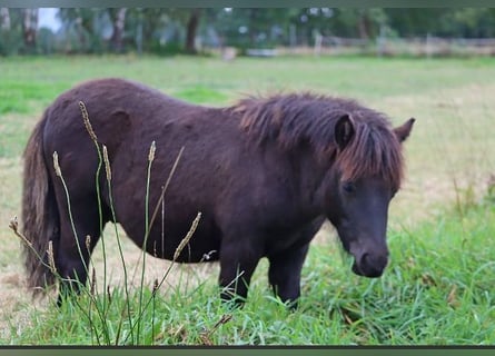 Shetland Ponys, Hengst, 1 Jahr, Rappe