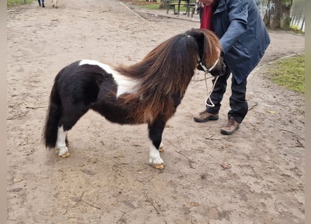 Shetland Ponys, Hengst, 2 Jaar, 77 cm