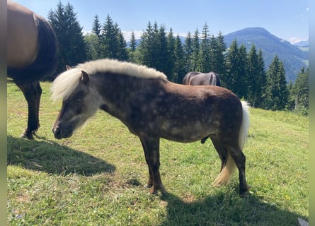 Shetland Ponys Mix, Hengst, 2 Jahre, 100 cm