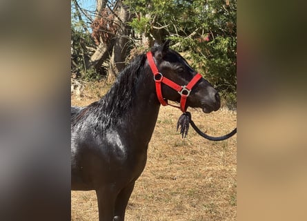 Shetland Ponys, Hengst, 2 Jahre, 94 cm, Rappe