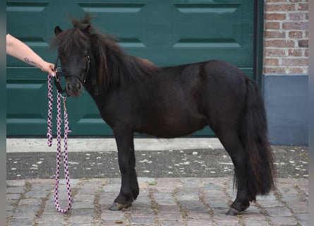 Shetland Ponys, Hengst, 2 Jahre