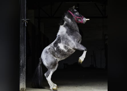 Shetland Ponys, Hengst, 3 Jahre, 100 cm, Schecke