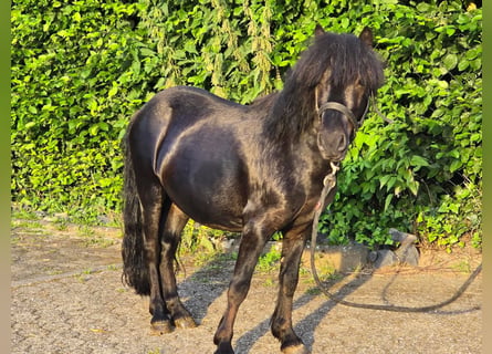 Shetland Ponys, Hengst, 3 Jahre, 105 cm, Rappe