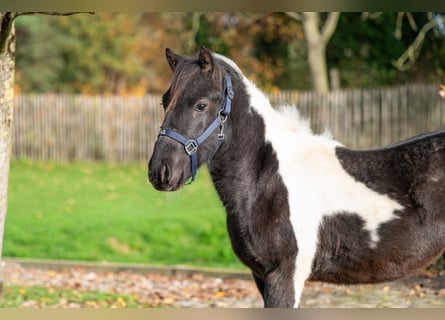 Shetland Ponys, Hengst, 3 Jahre
