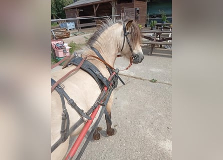 Shetland Ponys, Hengst, 4 Jaar, 100 cm, Buckskin