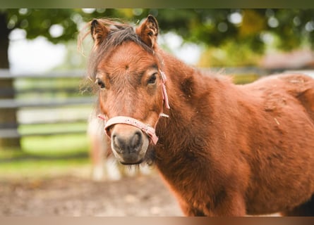 Shetland Ponys, Hengst, 4 Jaar, 80 cm, Brauner