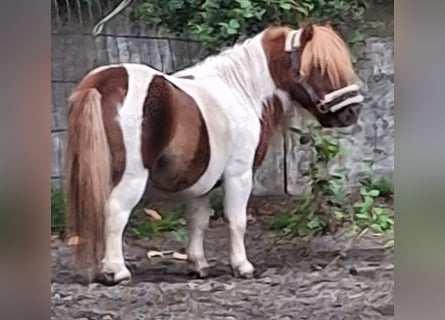 Shetland Ponys, Hengst, 5 Jaar, 80 cm, Gevlekt-paard