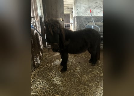 Shetland Ponys, Hengst, 6 Jaar, 70 cm, Zwart