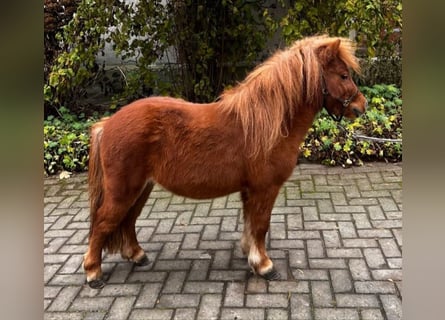 Shetland Ponys, Hengst, 7 Jahre, 95 cm, Fuchs