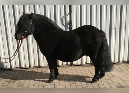 Shetland Ponys, Hengst, 8 Jaar, 105 cm, Zwart