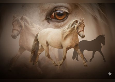 Shetland Ponys, Hengst, 8 Jaar, 112 cm, Appaloosa