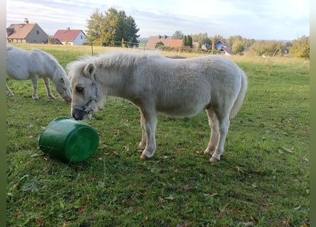 Shetland Ponys, Hengst, Fohlen (04/2026), 100 cm, Palomino