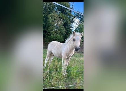 Shetland Ponys, Hengst, Fohlen (04/2026), 100 cm, Palomino