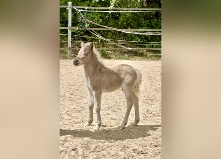 Shetland Ponys, Hengst, , 105 cm, Tigerschecke