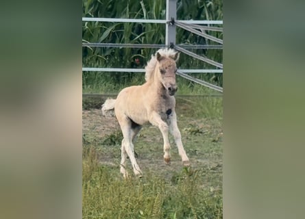 Shetland Ponys, Hengst, , 105 cm, Tigerschecke