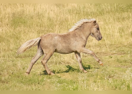 Shetland Ponys, Hengst, Fohlen (05/2025), 105 cm, Tigerschecke