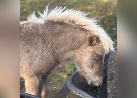 Shetland Ponys, Hengst, Fohlen (05/2025), 107 cm, Tigerschecke
