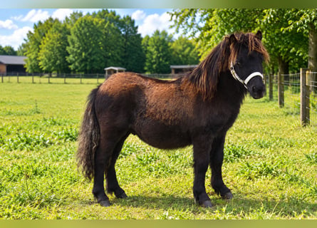 Shetland Ponys, Hengst, Fohlen (01/2026)
