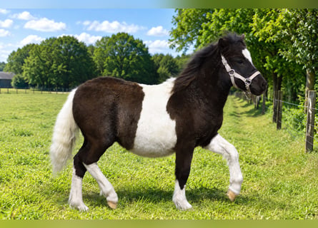 Shetland Ponys, Hengst, Fohlen (05/2026)