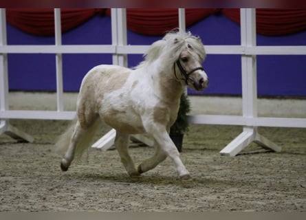 Shetland Ponys, Hengst, 9 Jaar, 98 cm, Palomino