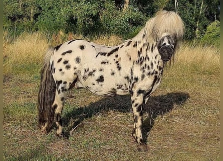 Shetland Ponys, Hengst, 16 Jahre, 105 cm, Tigerschecke