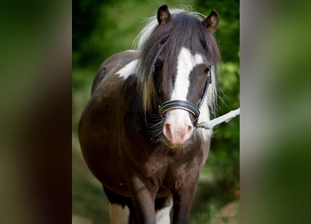 Shetland Ponys, Hengst, 6 Jahre, 95 cm, Tobiano-alle-Farben