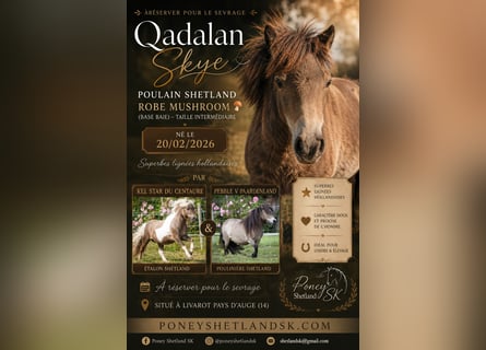 Shetland Ponys, Hengst, Veulen (02/2026), 100 cm, Buckskin