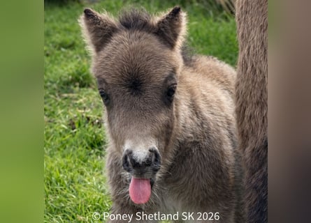 Shetland Ponys, Hengst, Veulen (02/2026), 100 cm, Buckskin
