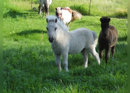 Shetland Ponys, Hengst, Veulen (04/2026), 103 cm, Dunalino