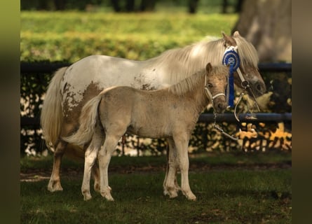 Shetland Ponys, Hengst, Veulen (05/2025), 105 cm, Appaloosa