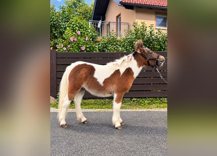 Shetland Ponys, Hengst, Veulen (02/2026), 75 cm, Gevlekt-paard