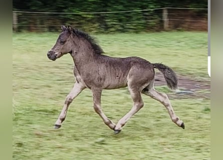 Shetland Ponys, Hengst, , Zwart