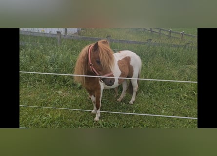 Shetland Ponys, Merrie, 10 Jaar, 105 cm, Gevlekt-paard