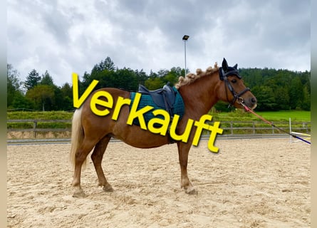 Shetland Ponys, Merrie, 10 Jaar, 106 cm, Vos