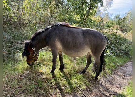 Shetland Ponys, Merrie, 11 Jaar, 88 cm, Bruin