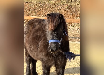 Shetland Ponys, Merrie, 12 Jaar, 103 cm, Zwart