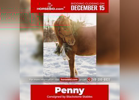 Shetland Ponys, Merrie, 12 Jaar, 122 cm, Donkere-vos