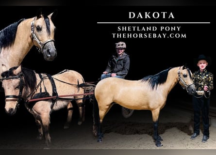 Shetland Ponys, Merrie, 12 Jaar, Buckskin