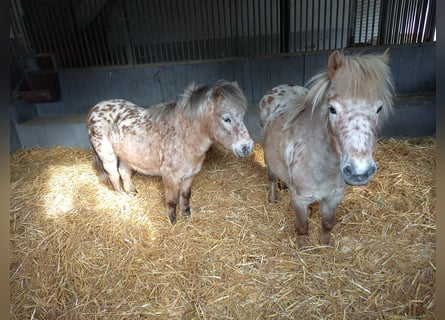 Shetland Ponys, Merrie, 14 Jaar, 95 cm, Appaloosa