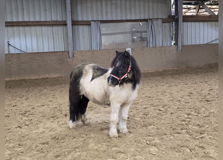 Shetland Ponys, Merrie, 15 Jaar, 106 cm, Gevlekt-paard