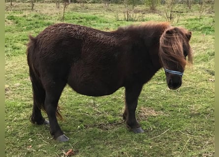 Shetland Ponys, Merrie, 16 Jaar, 85 cm, Donkerbruin