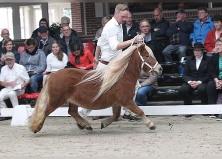 Shetland Ponys, Merrie, 18 Jaar, 100 cm, Vos