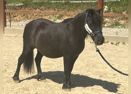 Shetland Ponys, Merrie, 20 Jaar, 104 cm, Zwart