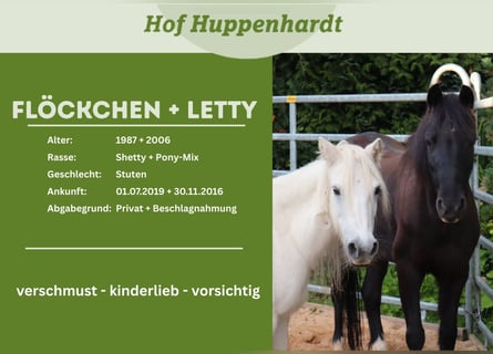 Shetland Ponys Mix, Merrie, 20 Jaar, 128 cm, Zwart