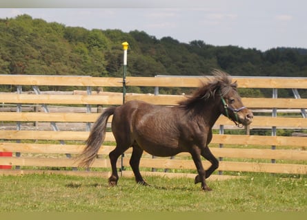 Shetland Ponys, Merrie, 23 Jaar, 95 cm, Appaloosa