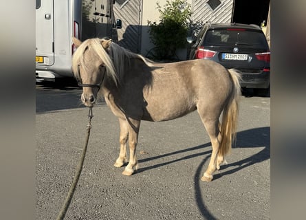 Shetland Ponys, Merrie, 3 Jaar, 100 cm, Champagne