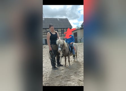 Shetland Ponys, Merrie, 5 Jaar, 91 cm, Roan-Bay