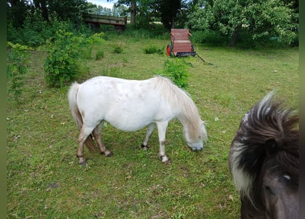 Shetland Ponys, Merrie, 5 Jaar, 95 cm, Schimmel