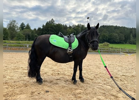 Shetland Ponys, Merrie, 8 Jaar, 105 cm, Zwart